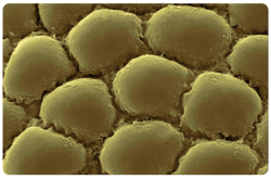 Tejido Conectivo Adiposo