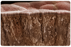 Seccion del Intestino delgado, mostrando la mucosa