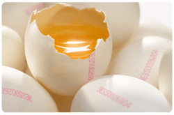 Alérgenos más importantes en el huevo