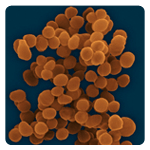 Pediococcus sp.