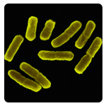 Escherichia coli 