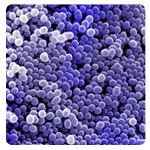 Staphylococcus aureus