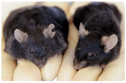 Obesidad en ratones de laboratorio