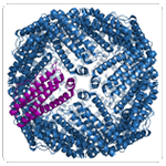 Modelo tridimensional de la ferritina