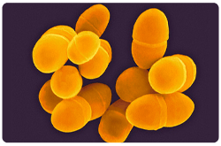 Lactobacillus lactis