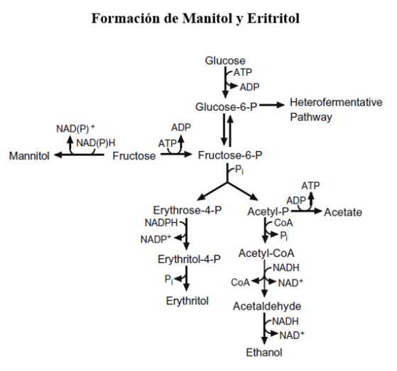 Formación de manitol y eritrol