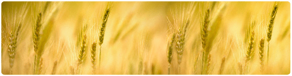 Cantidad reducida de gluten en la dieta Cantidad reducida de gluten en la dieta