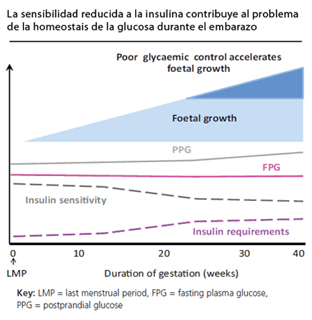 Resistencia a la insulina en el embarazo