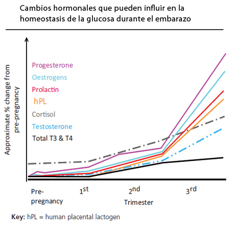 Cambios hormonales que influyen en la homeostasis de la glucosa