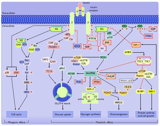 Esquema de las Vías de señalización de la insulina implicadas en efectos metabólicos y mitógenos