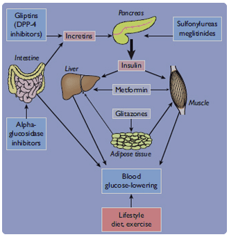 Principales tejidos donde los agentes antidiabéticos orales actúan