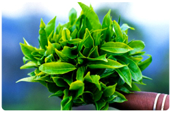 Hojas frescas de Té verde (Camellia sinensis var. sinensis)