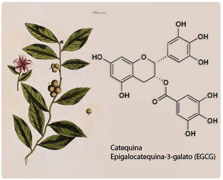 Ilustración de Camellia sinensis (Molécula de catequina epigalocatequina-3-galato)