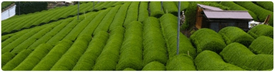 Plantación de Té verde