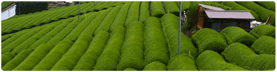 Plantación de Té verde Plantación de Té verde