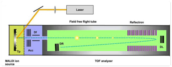 Representación esquemática de un instrumento de desorción laser asistida por matriz-tiempo de vuelo-espectrometría de masa (MALDI-TOF-MS), Los iones son acelerados por un campo electrostático que se aplica en los platos de aceleración (Acc),y guiados a través de los deflectores (Df) antes de entrar al “campo libre” de vuelo