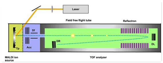 Representación esquemática de un instrumento de desorción laser asistida por matriz-tiempo de vuelo-espectrometría de masa (MALDI-TOF-MS), Los iones son acelerados por un campo electrostático que se aplica en los platos de aceleración (Acc),y guiados a través de los deflectores (Df) antes de entrar al “campo libre” de vuelo
