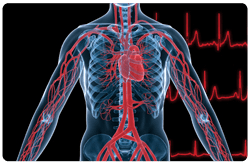 Efecto hipotensor de los péptidos