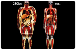 La imagenología es una técnica para establecer la composición corporal útil pero con limitaciones
