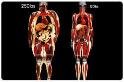 La imagenología es una técnica para establecer la composición corporal útil pero con limitaciones
