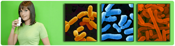 Principales probióticos: Lactobacillus rhamnosus, Bifidobacterium y Lactobacillus acidophilus 