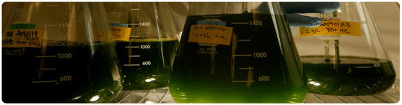 Las microalgas verdes acumulan altas concentraciones de carotenoides como el β-caroteno, la astaxantina y la cantaxantina