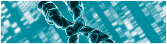 Organizacion del genoma humano