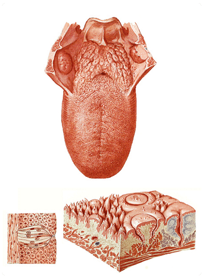 Anatomía de la lengua y las papilas gustativas