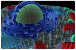 Receptores Nucleares