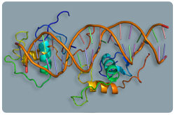 Receptor Rev-ErbA Alfa (NR1D1)