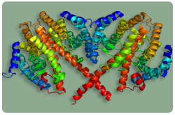 Factor nuclear hepatocito 4 (HNF4)
