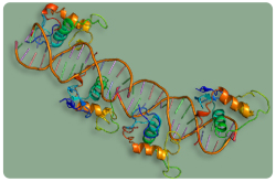 Receptor retinoide X (RXR-Alfa), también conocido como NR2B1