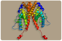 Receptor relacionado al estrógeno (ER-Alfa o NR3A1) Receptor relacionado al estrógeno (ER-Alfa o NR3A1)