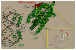 Receptor glucocorticoide (GCR o NR3C1)