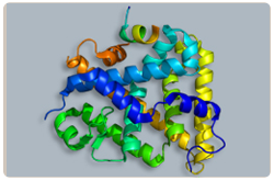 Factor esteroidegenético 1 (SF1), proteína que controla el desarrollo sexual desde el embrión hasta la pubertad Factor esteroidegenético 1 (SF1), proteína que controla el desarrollo sexual desde el embrión hasta la pubertad