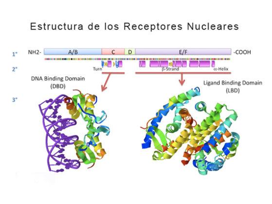 Estructura de los receptores nucleares