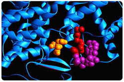 Citrato sintetasa y CoA (ADP3'-fosfato) en morado CoA(Ácido pantoténico) en rojo