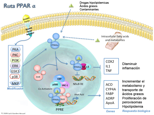 Ruta PPAR Alfa Ruta PPAR Alfa