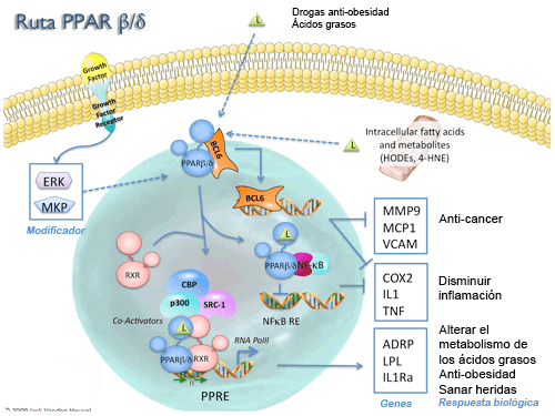 Ruta PPAR Beta/Delta Ruta PPAR Beta/Delta