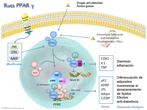 Ruta PPAR Gamma Ruta PPAR Gamma