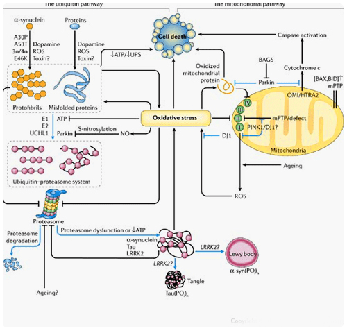 Evidencia de estrés oxidante en la enfermedad de Parkinson