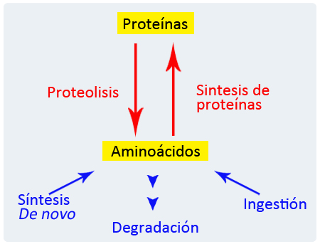 Sistema bioquímico involucrado en la homeostasis de proteínas y amino ácidos