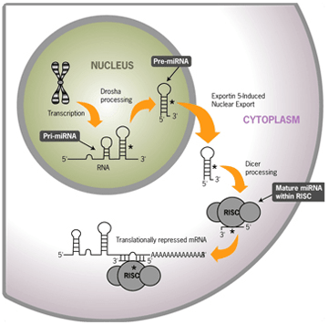 Procesamiento y actividad de miRNA Procesamiento y actividad de miRNA