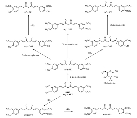 Metabolismo y actividad anticancerígena, del análogo de Curcumina: Demetoxicurcumina