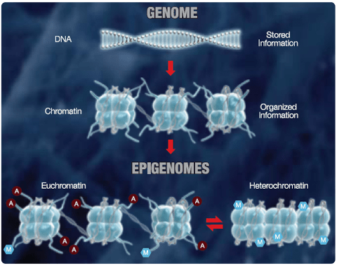 Modificaciones epigenéticas heredables que regulan la expresión genética