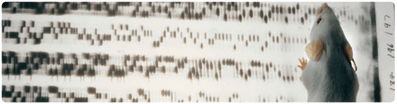 Una interacción gen-gen documentada en una ruta de obesidad es entre las mutaciones de ratón obeso (ob) y diabetes (db)