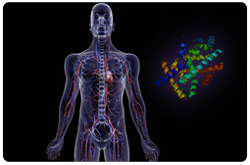 La arterioesclerosis es una enfermedad inflamatoria crónica y compleja de la pared vascular, iniciada por la acumulación de LDLs
