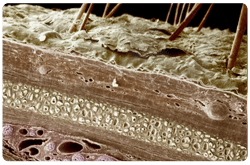 Microfotografia de la piel humana