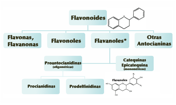 Principales Flavonoides, siendo los Flavanoles* la clase predominante encontrada en el cacao y sus derivados Principales Flavonoides, siendo los Flavanoles* la clase predominante encontrada en el cacao y sus derivados