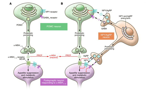Circuito neural en el hipotalámo que regula el apetito y el metabolismo: (A) Ruta POMC (B) Activación del neuropeptido NPY/AgRP Circuito neural en el hipotalámo que regula el apetito y el metabolismo: (A) Ruta POMC (B) Activación del neuropeptido NPY/AgRP